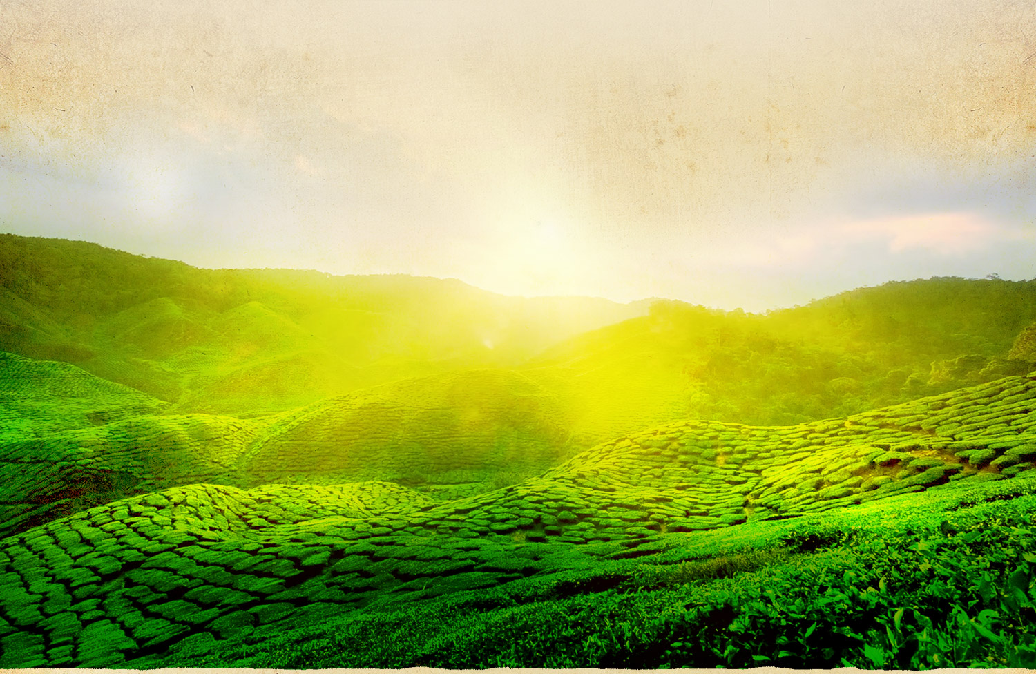 Green Leaf Holidays