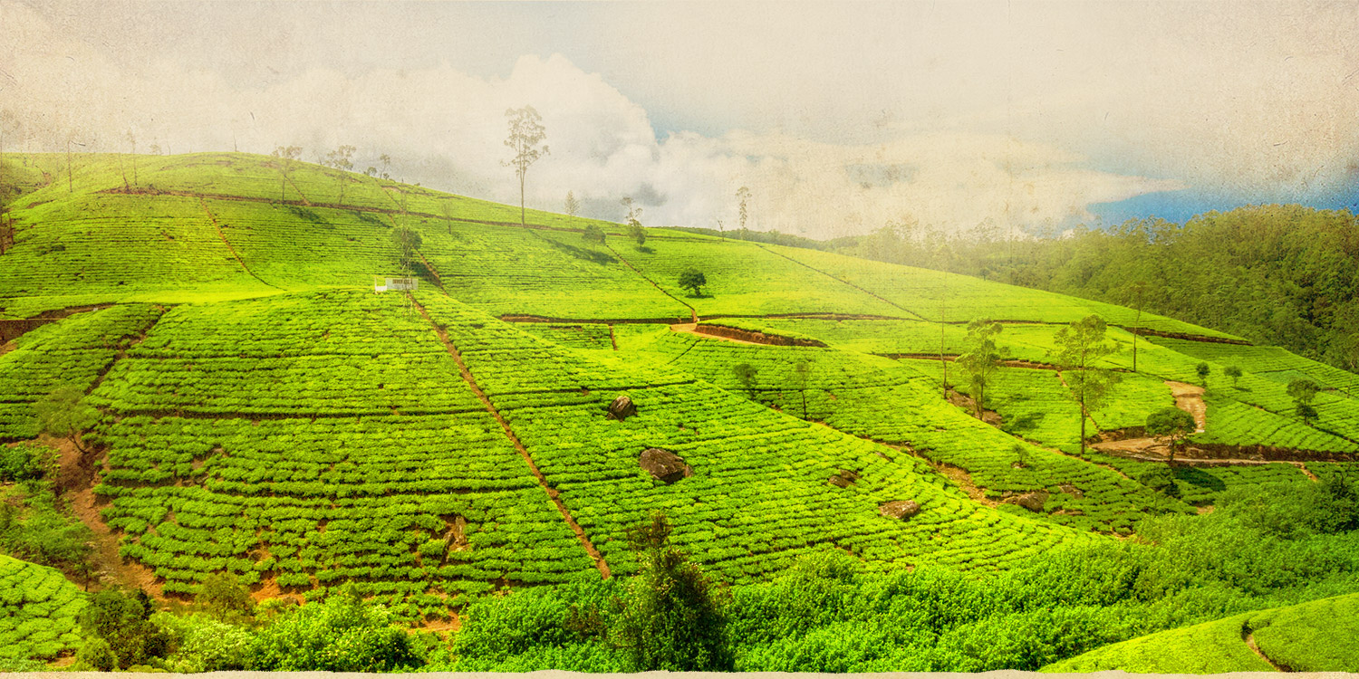 Green Leaf Holidays