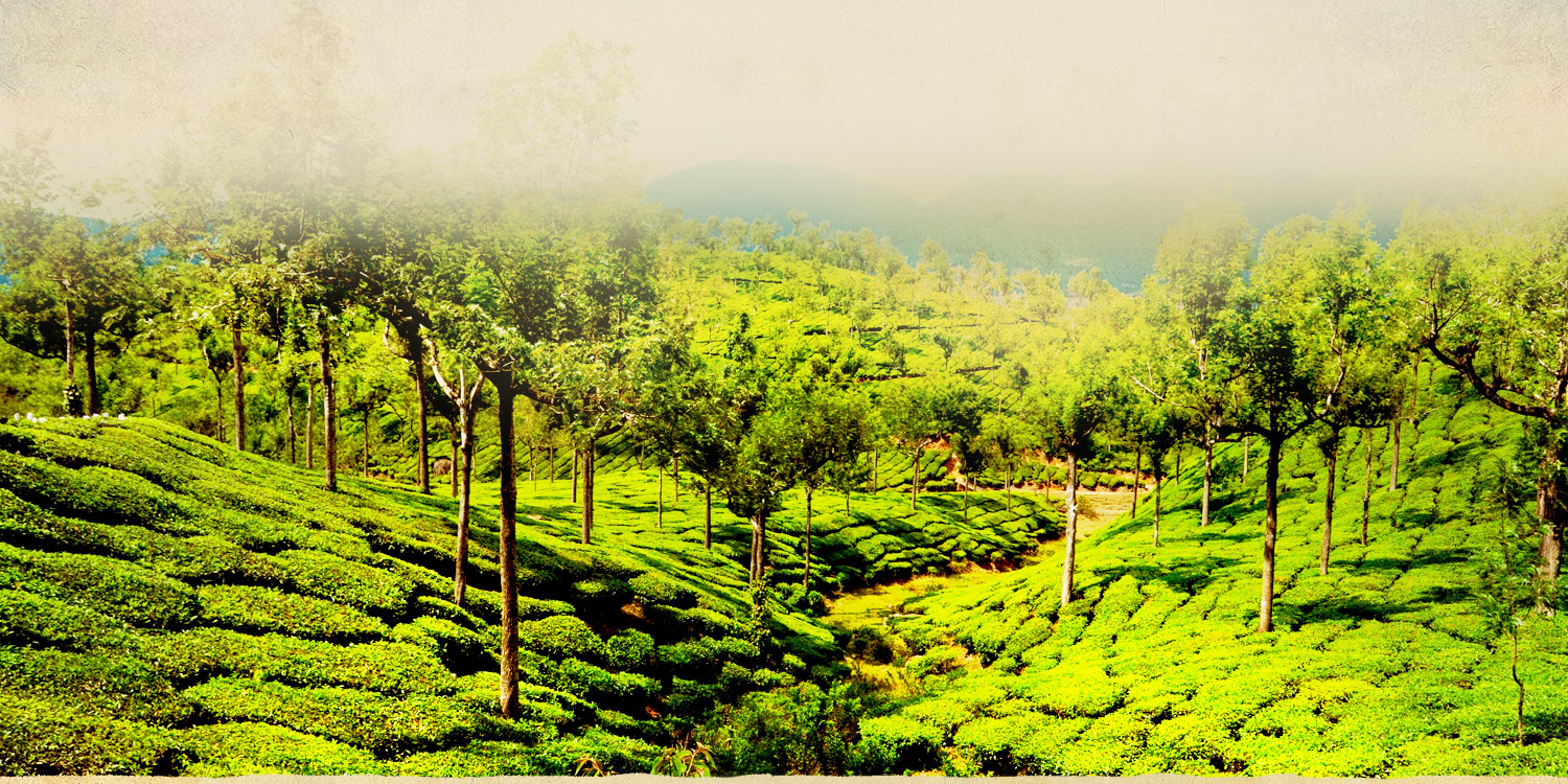 Green Leaf Holidays