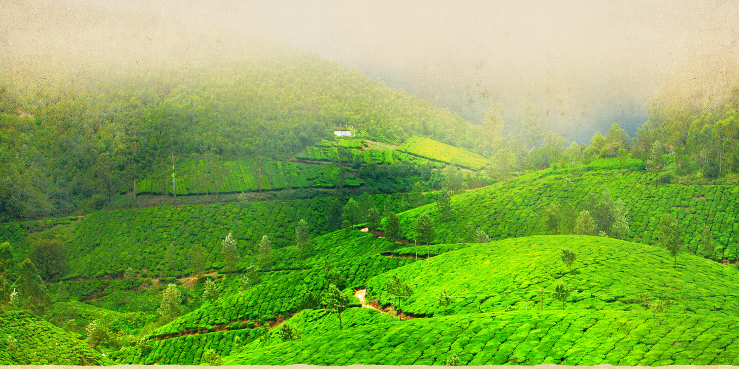Green Leaf Holidays