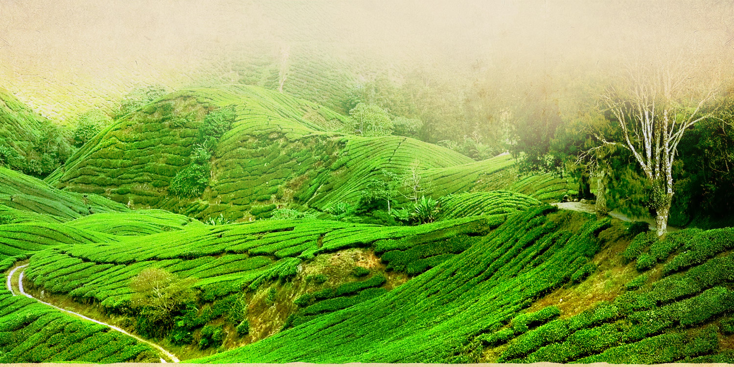 Green Leaf Holidays