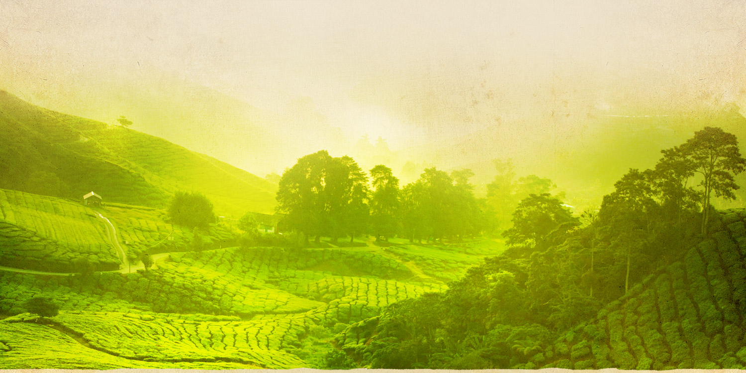 Green Leaf Holidays