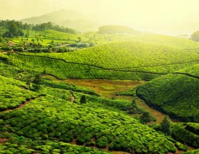 Green Leaf Holidays - tour packages