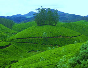 Green Leaf Holidays